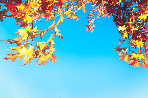 istock Autumn fall the best and the highest quality image 1426676611