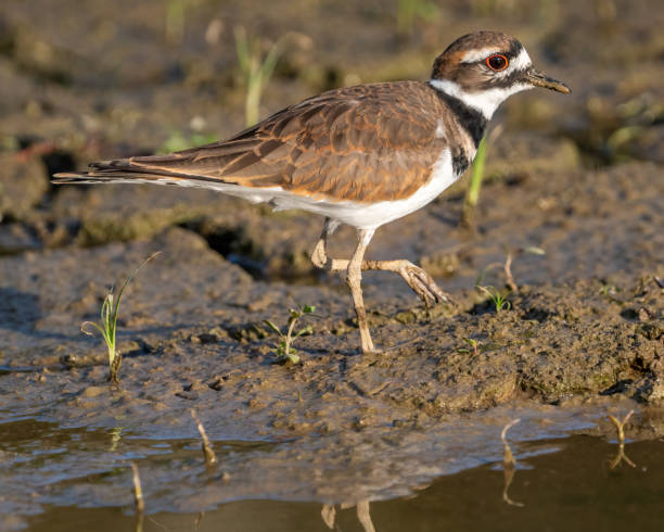 istock Killdeer looking for food at Huntley Meadows Park 1426676612