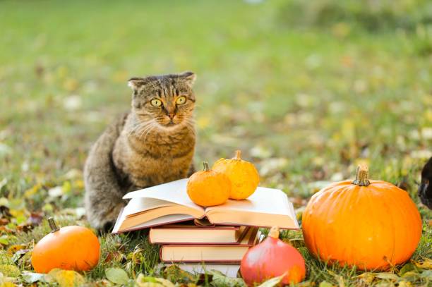 istock Autumn fall the best and the highest quality image 1426676682