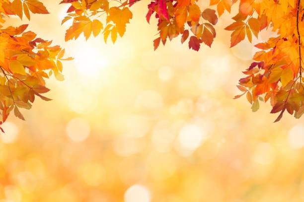 istock Autumn fall the best and the highest quality image 1426676715