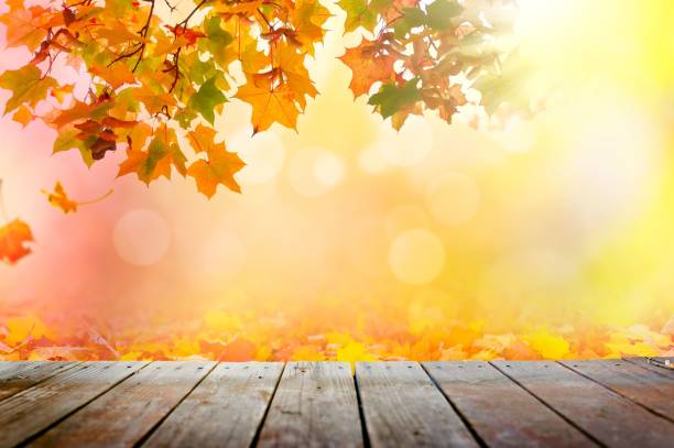 istock Autumn fall the best and the highest quality image 1426676808