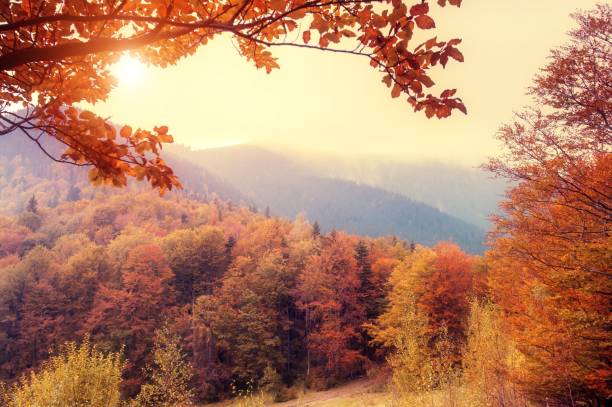 istock Autumn fall the best and the highest quality image 1426677187