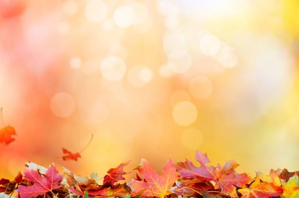 istock Autumn fall the best and the highest quality image 1426677204