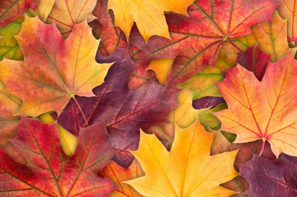 istock Autumn fall the best and the highest quality image 1426677209
