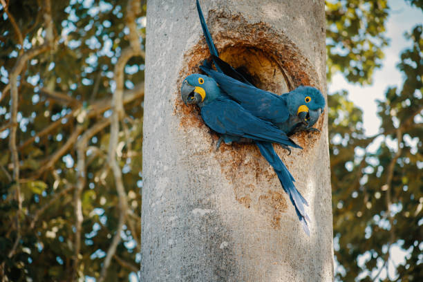 istock PANTANAL FOREST OF BRAZIL 1426677213