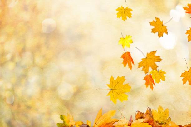 istock Autumn fall the best and the highest quality image 1426677339