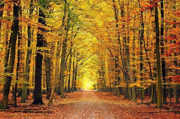 istock Autumn fall the best and the highest quality image 1426677355