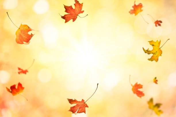 istock Autumn fall the best and the highest quality image 1426677361