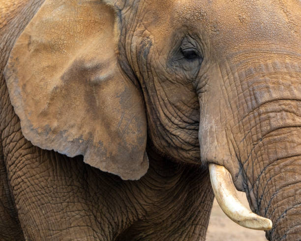 istock Close-up of an Elephant 1426677424