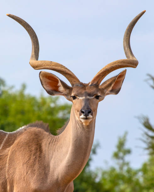 Greater Kudu stock photo