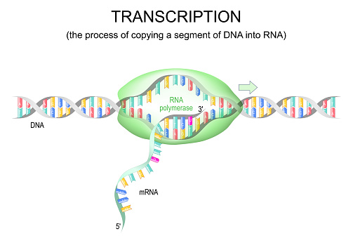 transcription dna to mrna. RNA polymerase for dna replication. vector illustration