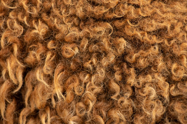 istock Brown sheep wool as a background, natural wool, live sheep 1426678232