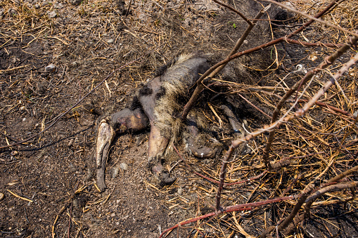Pantanal, Mato Grosso - Brazil _ September 27, 2020 - burnt anteater