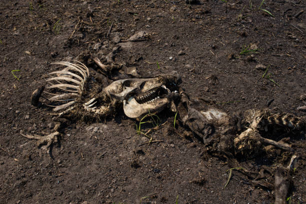 istock wild pig burned in the dry forest 1426678612
