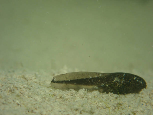 istock An underwater close-up of tadpole on sand 1426679055