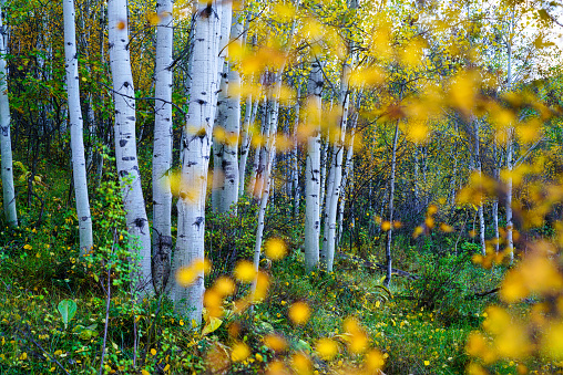 Aspen Trees Fall Colors - Autumn leaf color in Colorado.