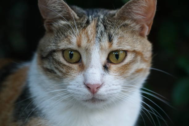 far-looking cat, sweet cat
