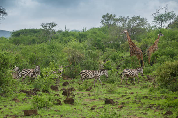 istock Group of zebras in their natural environment 1426681075
