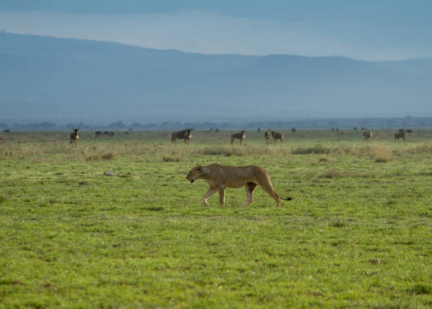 istock Single young lion walking along herds of other animals 1426682672