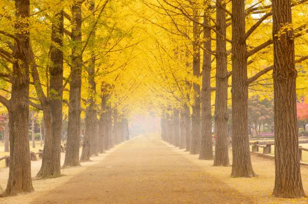 istock Fall Autumn in the forest or woods the best view and wallpaper backround 1426682709