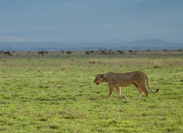 istock Single young lion walking along herds of other animals 1426682904