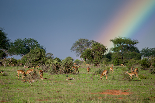 Large group of animals resting in Kenyan national park, trace of rainbow in the background
