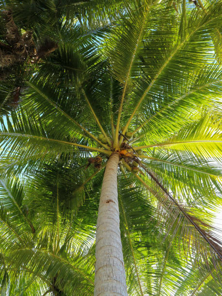 istock Photo of a coconut tree and its leaf texture for background or wallpaper 1426685115