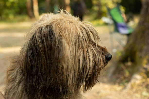 istock Furry dog. Pet in park. Walking large dog. 1426686067