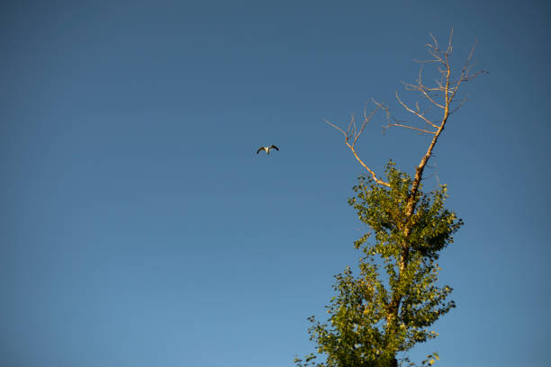 istock Bird in sky and tree. Flight of bird. Seagull flies. 1426687468