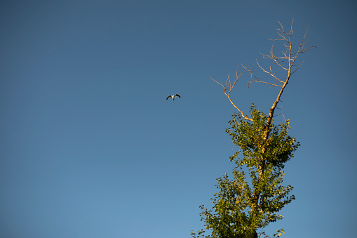 Bird in sky and tree. Flight of bird. Seagull flies. Tree with leaves.