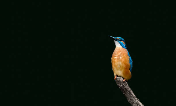 istock A Kingfisher on a Branch 1426688359