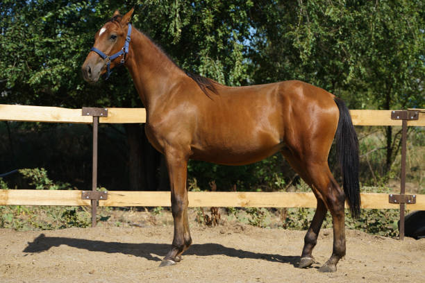 istock A beautiful bay foal stands in full growth in the paddock 1426689735