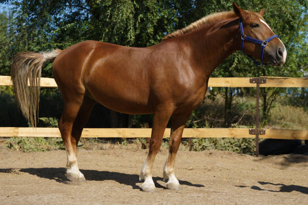 istock hestnut heavy gelding in a blue halter in full growth 1426689778