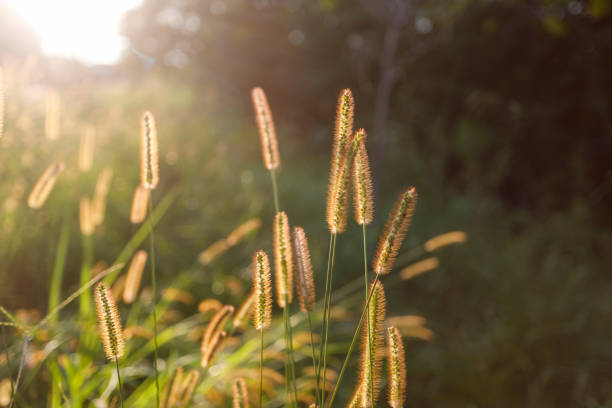 istock Close-up shot of back lit  wheat grass as fall time starts. 1426690310