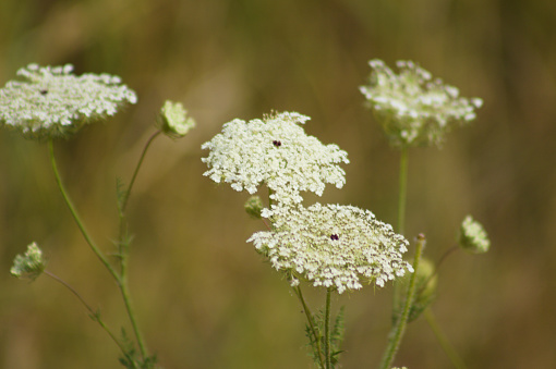 Fools parsley in a grass meadow