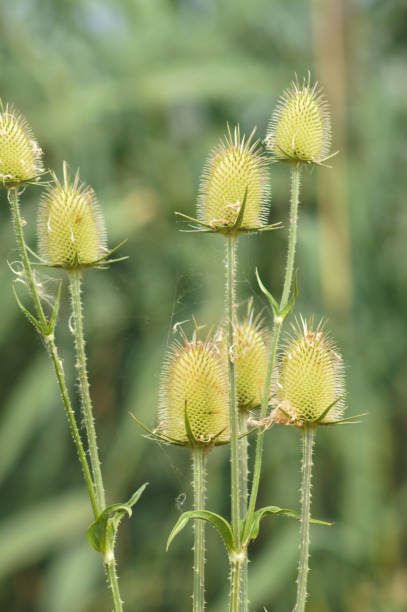 istock Closeup of green cutleaf teasel seeds with blurred plants on background 1426691101