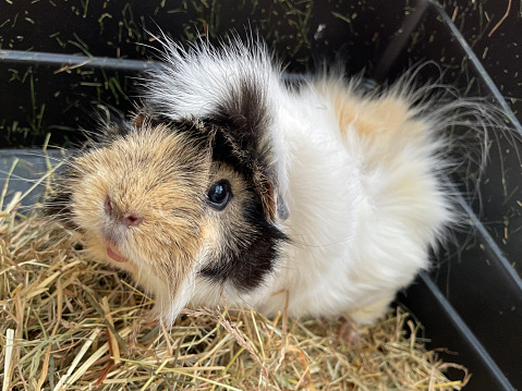 Stock photo showing an indoor enclosure containing a short hair Abyssinian guinea pig eating hay.
