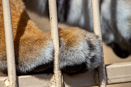 Tiger paw close-up in a cage.