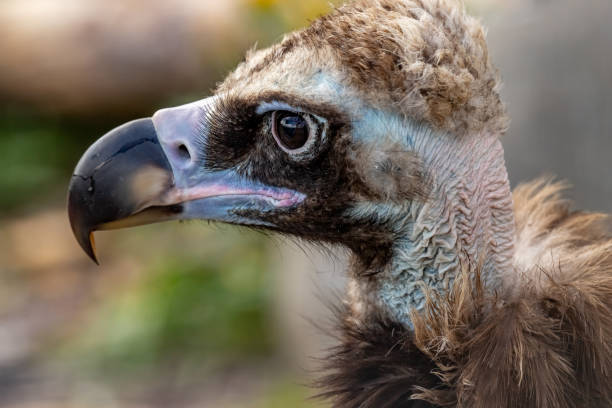 istock Black vulture. Brown vulture. Aegypius monachus. 1426697660