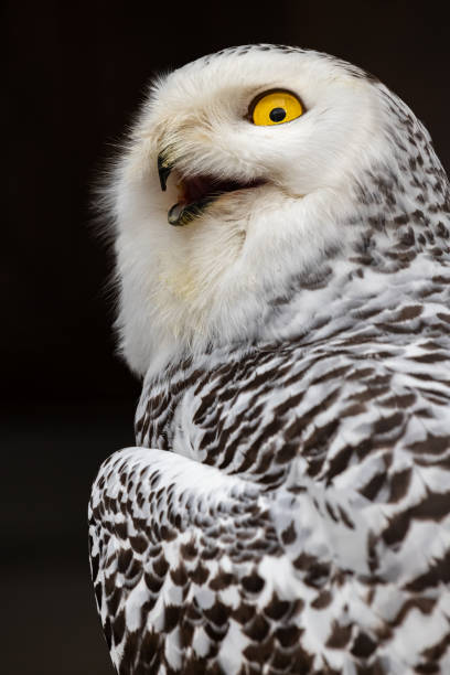 istock The white owl. Polar owl. White polar owl. Bubo scandiacus. Nyctea scandiaca. 1426697708