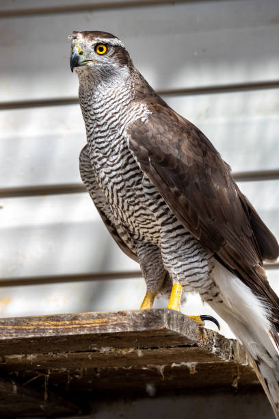 istock The goshawk. A big hawk. Accipiter gentilis. 1426697761
