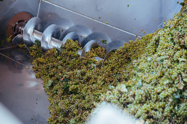 istock Green grapes in auger grape transportation machinery in modern winery 1426698435