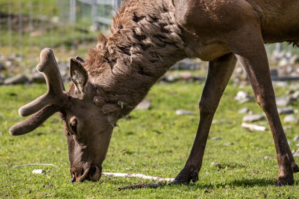 istock Doe. European fallow deer. Dama dama. 1426698473
