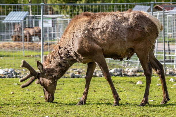 istock Doe. European fallow deer. Dama dama. 1426698492