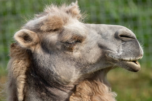 a two-humped camel. bactrian. camelus bactrianus. close-up. - bactrianus imagens e fotografias de stock