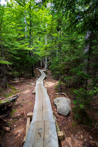 istock Trails of Acadia National Park 1426698754