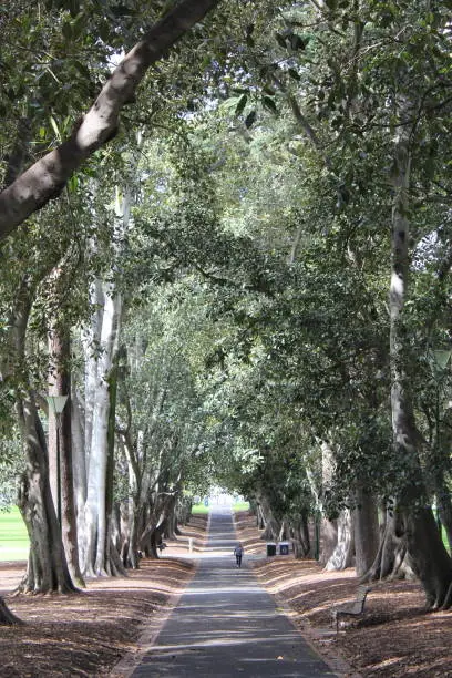 Park in Melbourne with nice trees and walkway