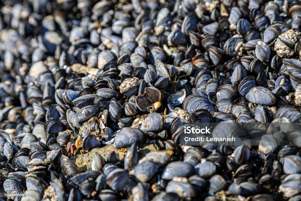 Mussels on Perranporth Beach, with a shallow depth of field A full frame photograph of an abundance of mussels on Perranporth beach on the North Cornish coast Abundance Stock Photo