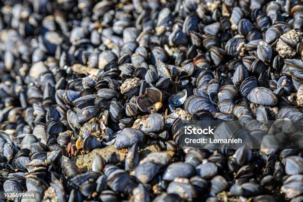 Mussels On Perranporth Beach With A Shallow Depth Of Field Stock Photo - Download Image Now