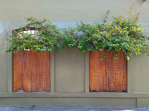 Two closed windows in a house with plants above. Green wall and brown shutters.